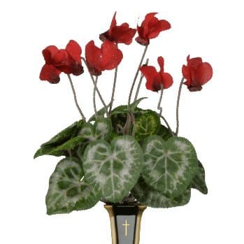 Red Cyclamen