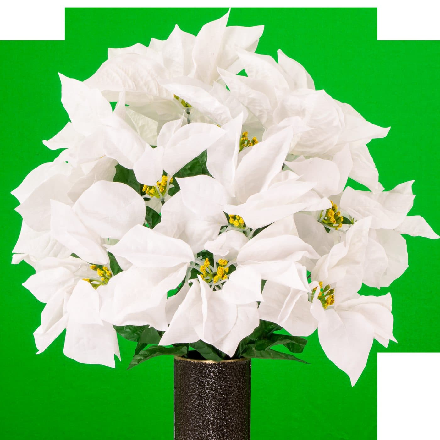 White Poinsettia - View 1
