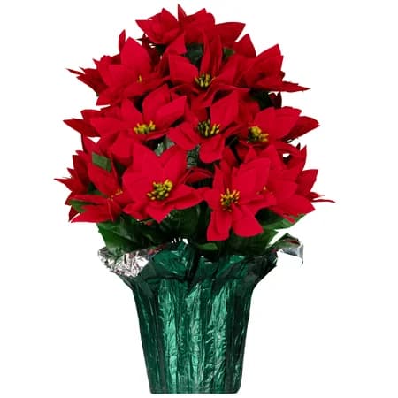 Red Poinsettia - View 1
