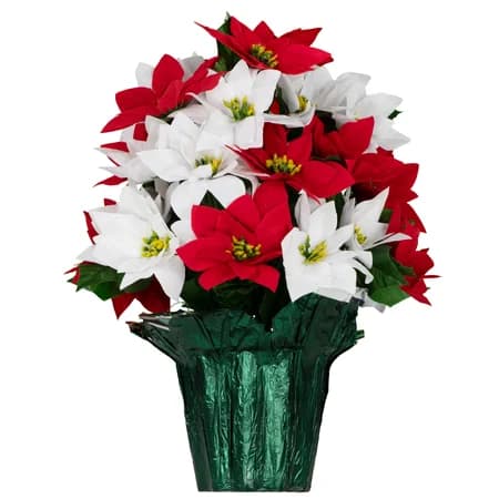 Red and White Poinsettia - View 1
