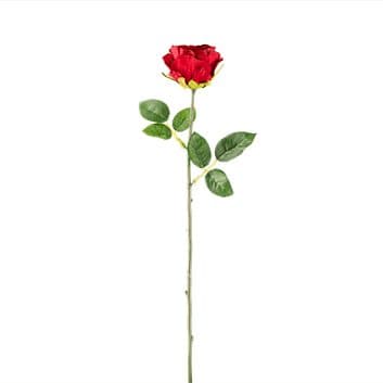 Red Single Stem Rose
