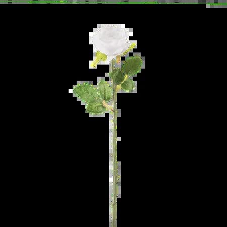 Single Stem White Rose - View 1